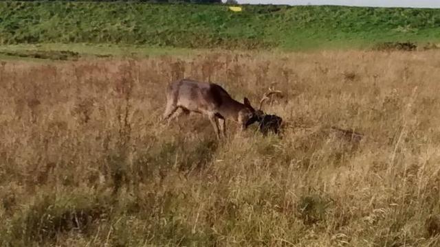 野鹿情侣被网缠住鹿角，一只困死后另一只拖着其走