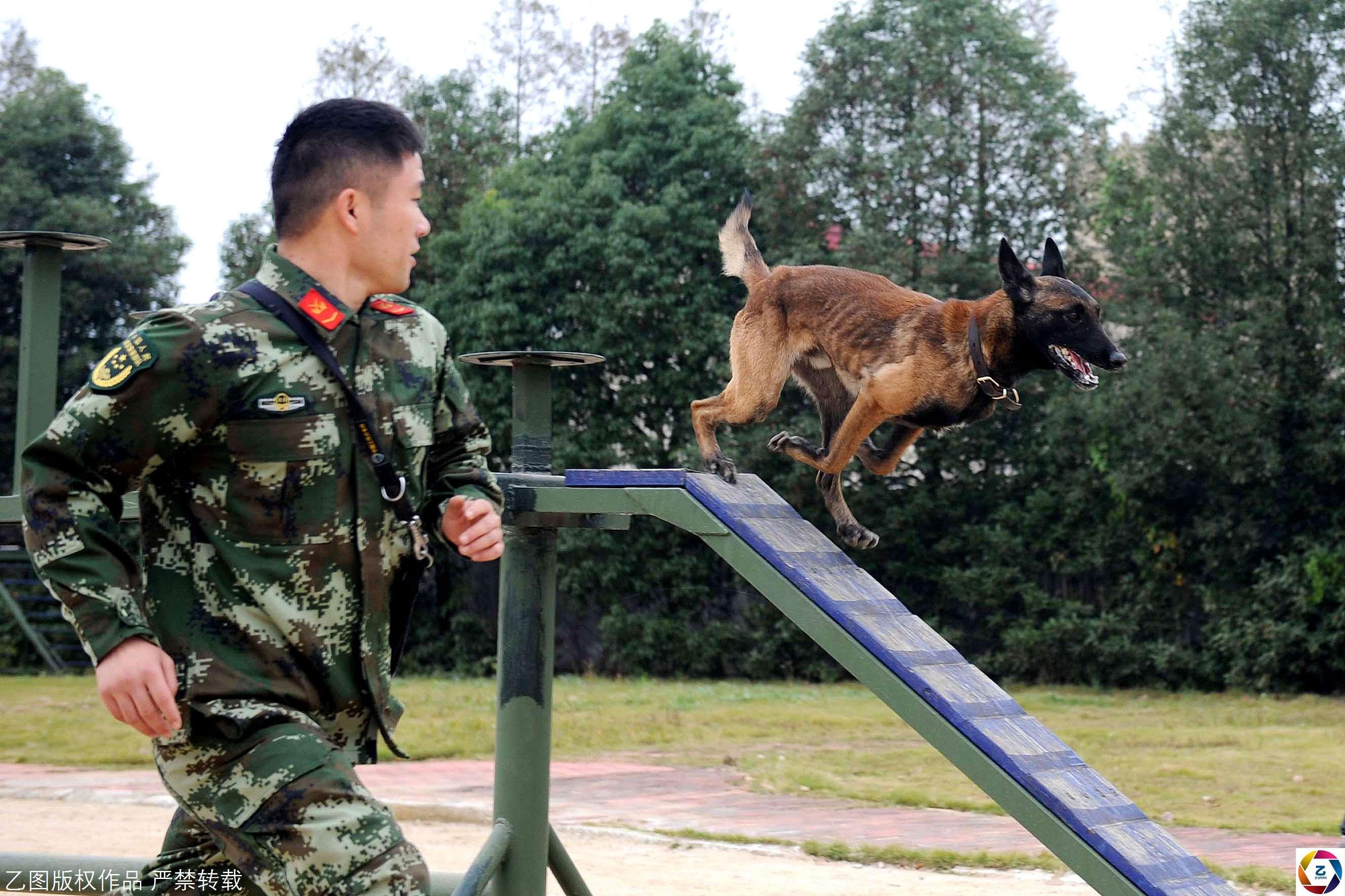 冠军搜救犬,5秒嗅出沾微小血迹的木板
