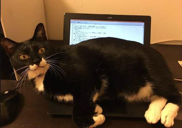 并不是取暖？为什么猫爱趴笔记本电脑上 