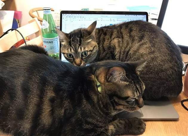 并不是取暖？为什么猫爱趴笔记本电脑上 