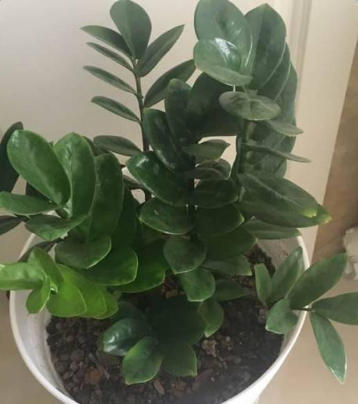 冬天一盆水浇不好,你的花都得死!