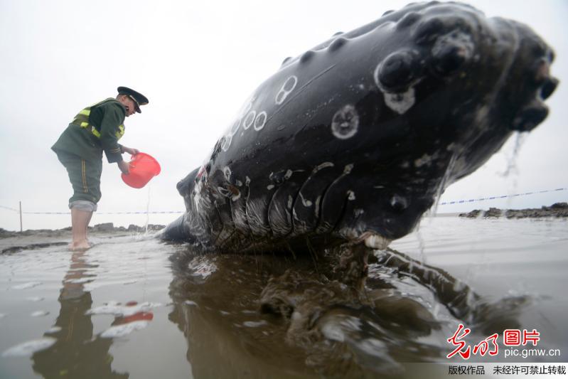 江苏启东:搁浅座头鲸经过紧急营救成功返回大海