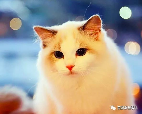 一只女神级的布偶猫告诉你什么叫真正的美貌