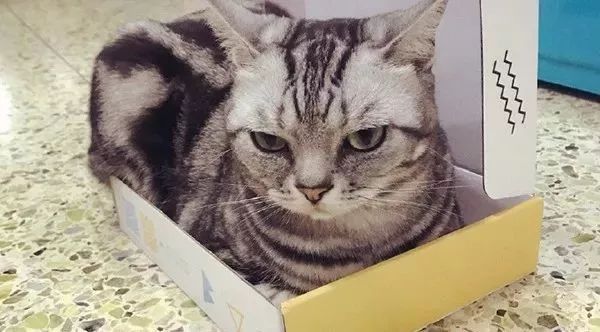 一个常识：盒子放久了会长出猫！为什么啊？