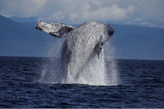 对焦画质再升级 索尼黑卡RX10M4一镜走天下