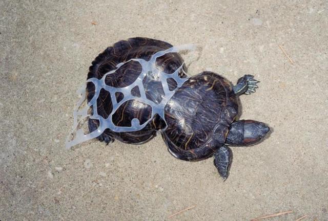 每年有上千万吨塑料垃圾进入海洋,对动物的危