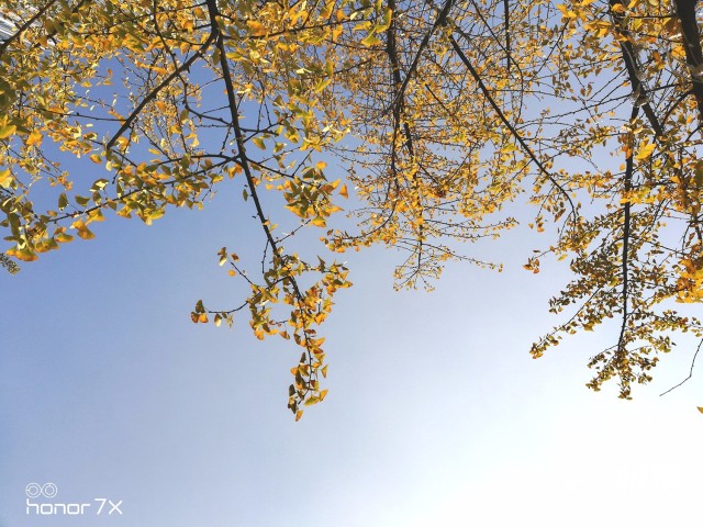 荣耀畅玩7X手机