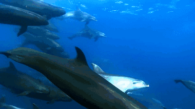 动物 海底 海底世界 海洋馆 鲸鱼 水族馆 400_223 gif 动态图 动图