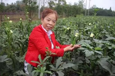 《溧阳牧歌》征文选登(72)| 曹山秋葵