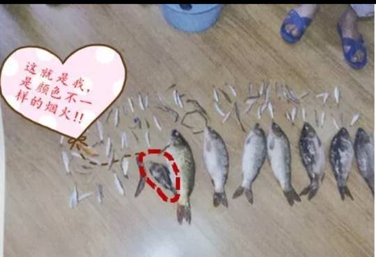 泸州2男子电捕到1.1两的小鱼致其死亡 被判3年罚2千
