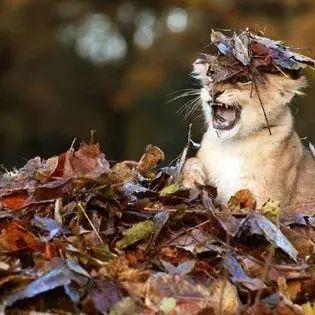 小狮子看到秋天的落叶后很兴奋，简直要萌死人...