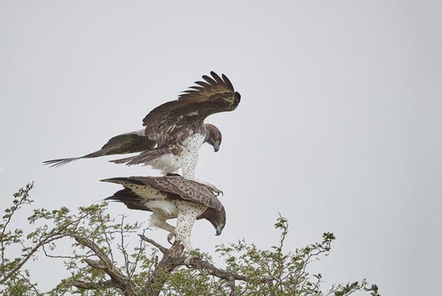 摄影师目击非洲最大的猎鹰交配，整个过程持续19秒