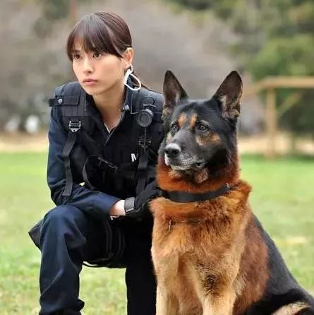 为什么中华田园犬不能当军警犬？