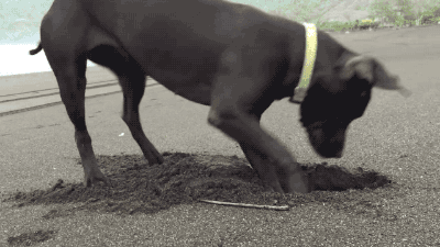 壁纸 动物 狗 狗狗 400_225 gif 动态图 动图
