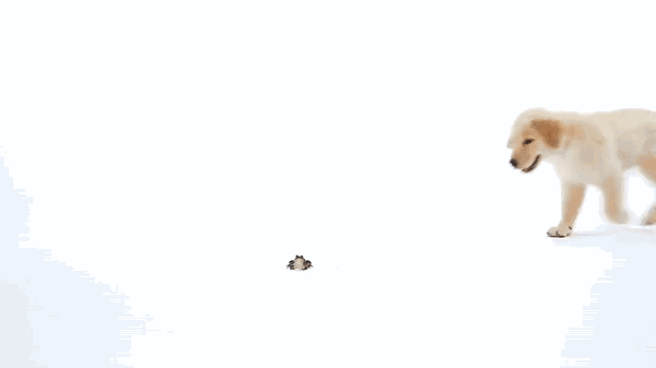 壁纸 动物 狗 狗狗 600_337 gif 动态图 动图