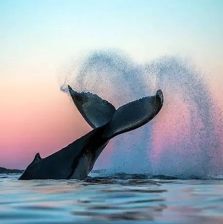 人生最逍遥的事，就是骑鲸遁沧海