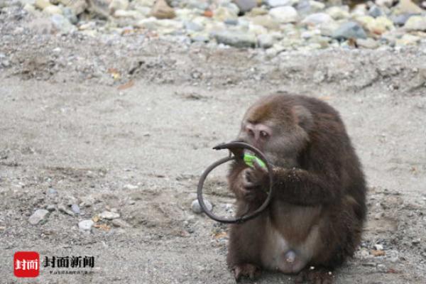 野生藏酋猴遭遇捕兽夹下山求救 自然保护区：正搜救