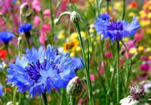 童话里最美丽的蓝色,来自这种花