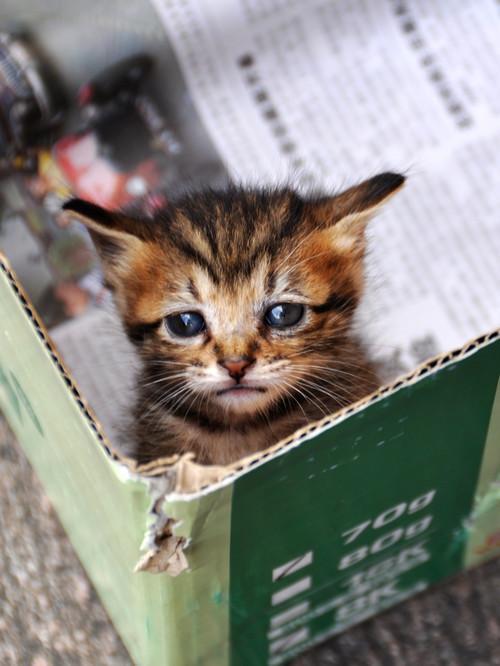 一流浪猫生崽,女孩主动去喂养它,可猫妈妈的行