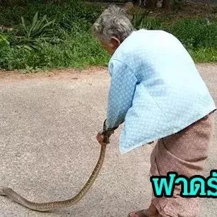 70岁“功夫”老奶奶徒手将蛇摔死 蛇：我做错了啥？