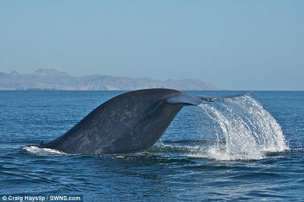 研究：蓝鲸可一次性吞下50万卡路里的食物