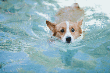 壁纸 动物 狗 狗狗 361_240 gif 动态图 动图