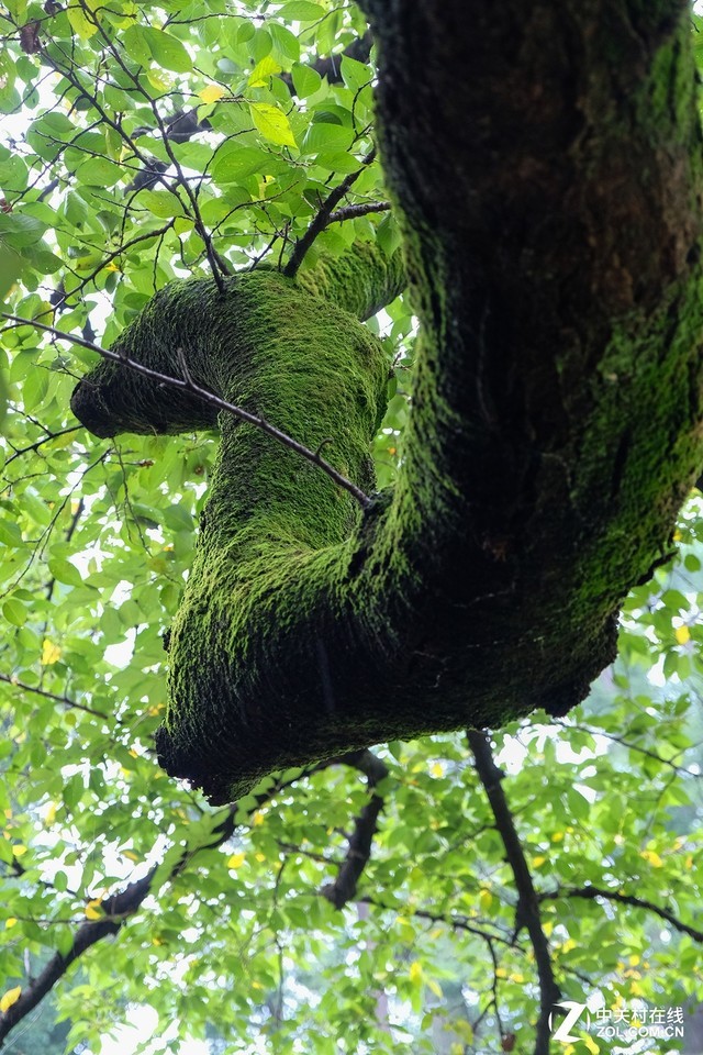 佳能EOS 800D体验 