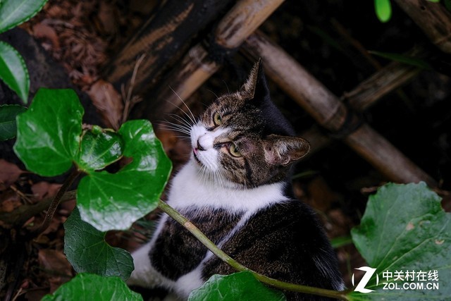 佳能EOS 800D体验 