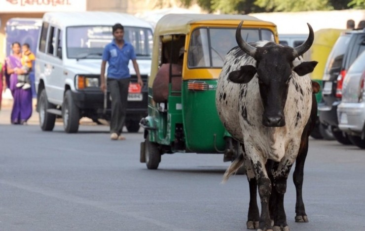 疯狂的司机、流浪者和奶牛，印度的自动驾驶之路在何方？