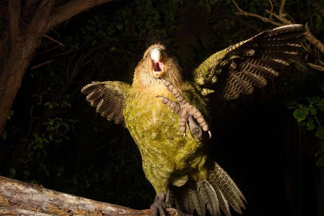 世界上最肥胖的鹦鹉翅膀短小不会飞，仅剩150多只