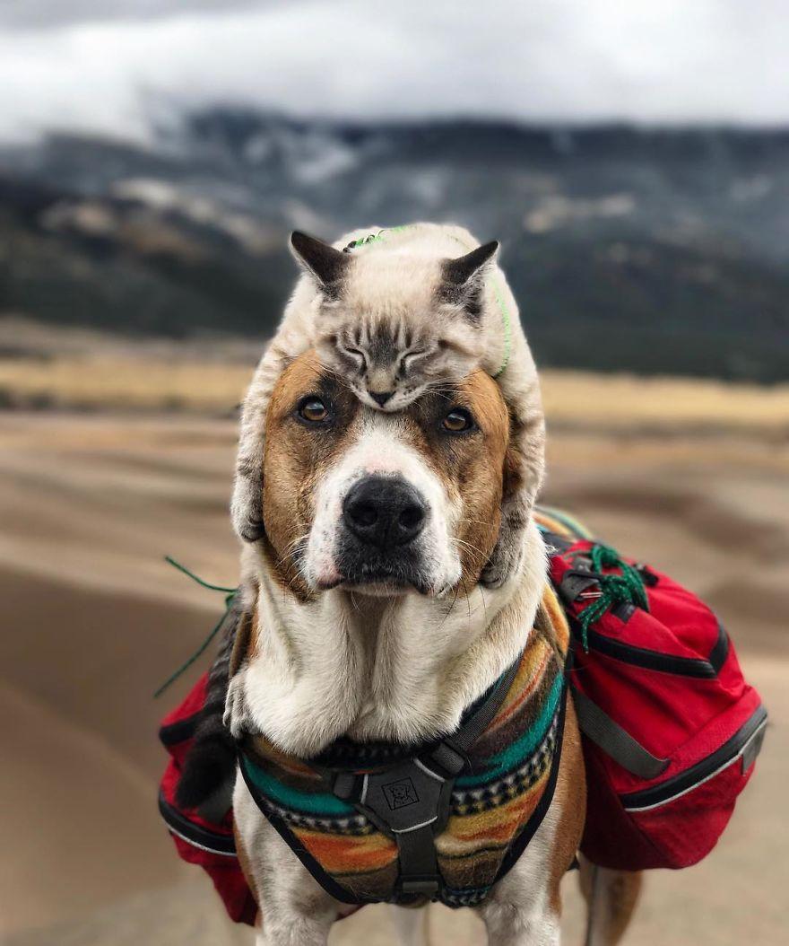 带着猫狗去旅行,那画面简直太温馨了