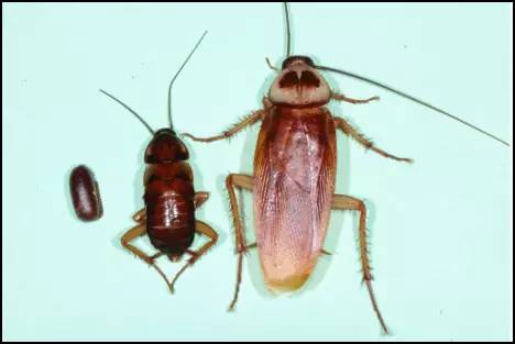 有暖气的北方人太爽了?南方人别哭，你们有会飞的大蟑螂啊!