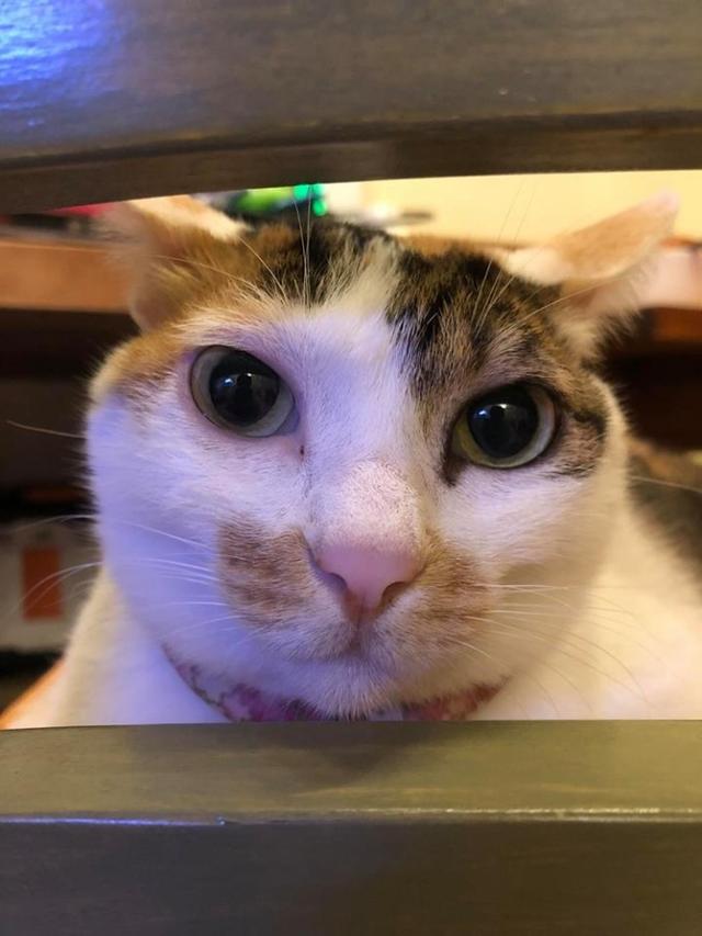 男子夹娃娃成瘾,背着老婆贷款7万,偷娃娃机里