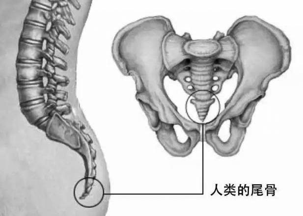 人体奥秘:那些毫无x用的痕迹器官