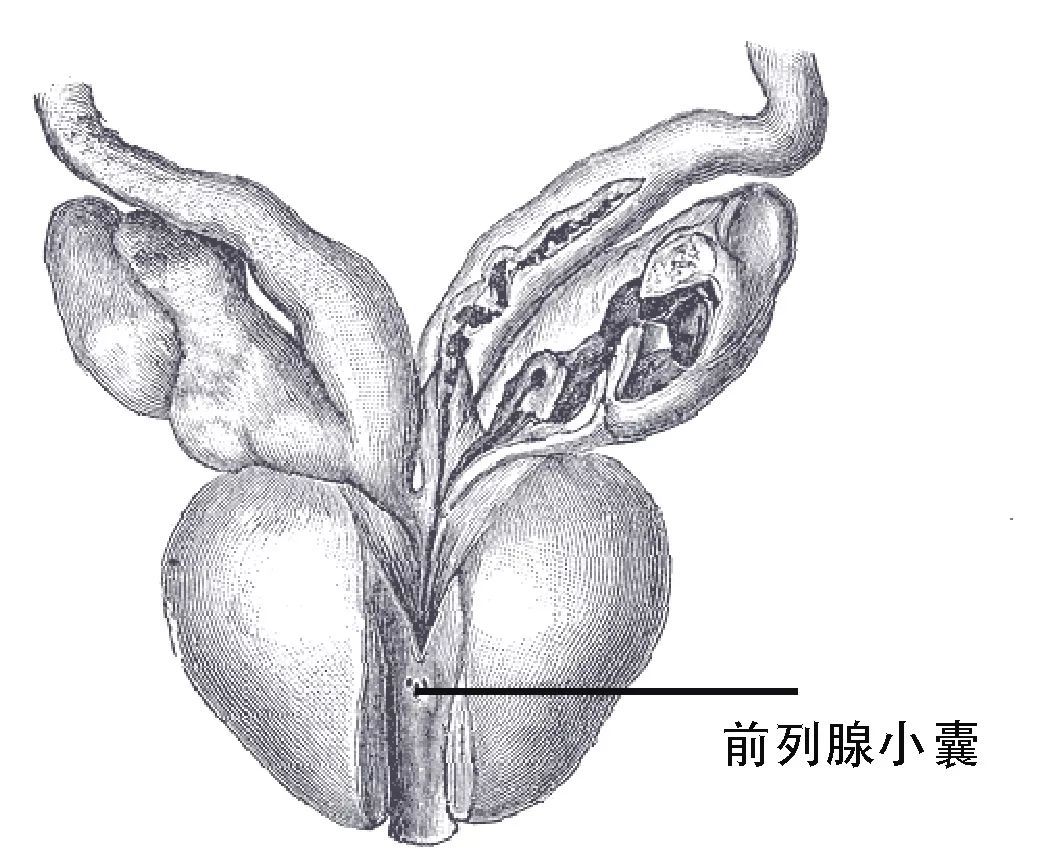 人体奥秘:那些毫无x用的痕迹器官