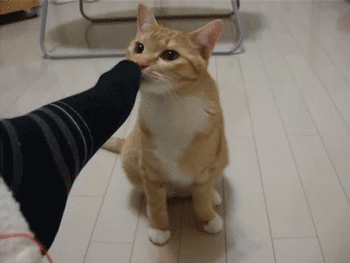 猫咪的秘密之撅屁股,闻臭脚,脸蹭人,埋便便,鼻子亲吻!