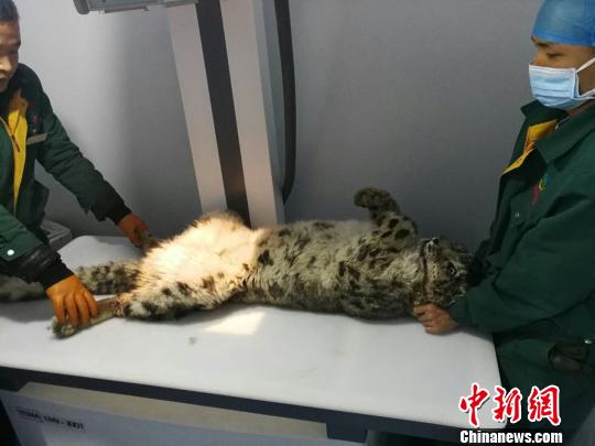 图为受伤雪豹接受救治。青海省野生动物救护繁育中心供图 图为受伤雪豹接受救治。青海省野生动物救护繁育中心供图