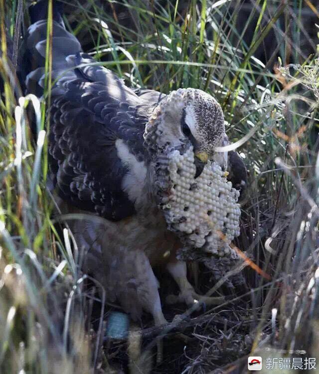 今年新疆野生鸟增至488种7年新增38种鸟类新记录