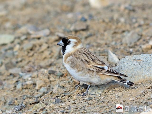 今年新疆野生鸟增至488种7年新增38种鸟类新记录
