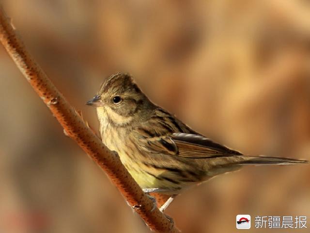 今年新疆野生鸟增至488种7年新增38种鸟类新记录