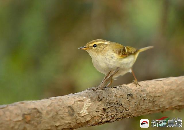 今年新疆野生鸟增至488种7年新增38种鸟类新记录