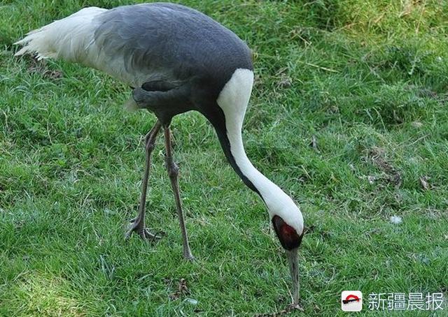 今年新疆野生鸟增至488种7年新增38种鸟类新记录