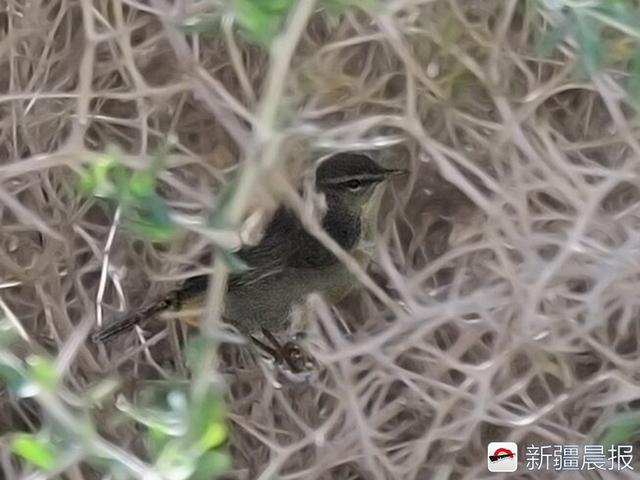 今年新疆野生鸟增至488种7年新增38种鸟类新记录