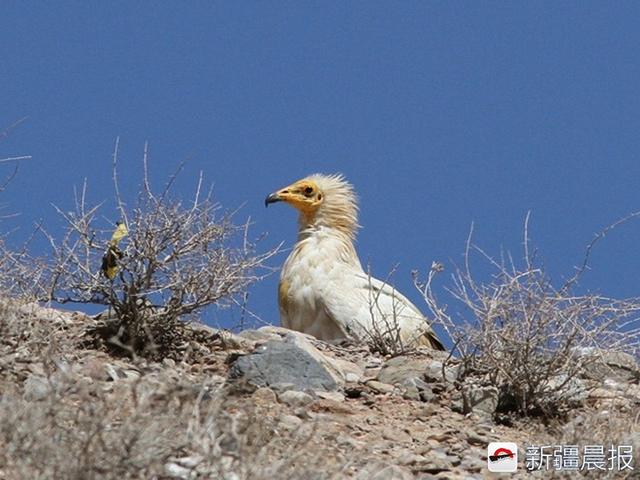 今年新疆野生鸟增至488种7年新增38种鸟类新记录