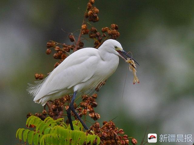 今年新疆野生鸟增至488种7年新增38种鸟类新记录