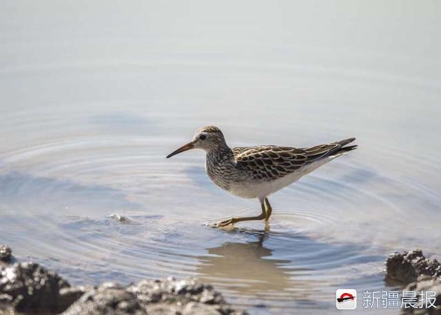 今年新疆野生鸟增至488种7年新增38种鸟类新记录