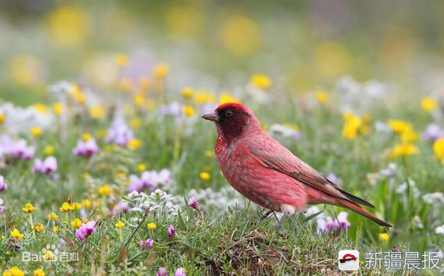今年新疆野生鸟增至488种7年新增38种鸟类新记录