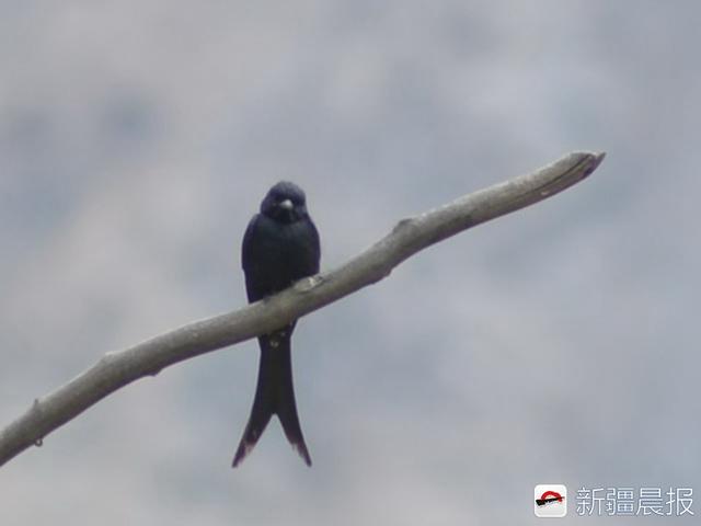 今年新疆野生鸟增至488种7年新增38种鸟类新记录