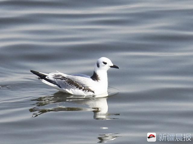 今年新疆野生鸟增至488种7年新增38种鸟类新记录