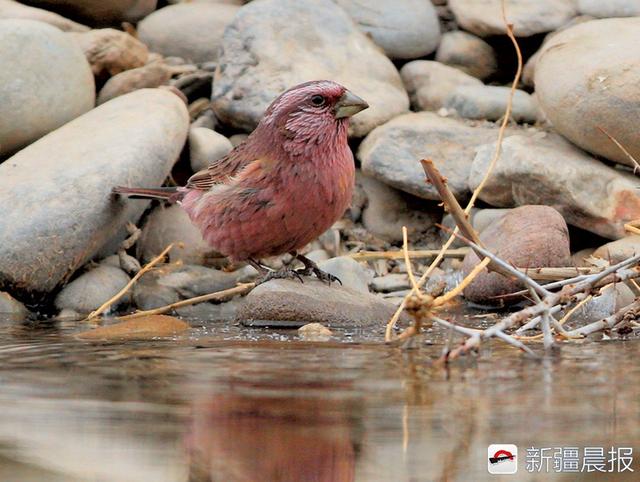 今年新疆野生鸟增至488种7年新增38种鸟类新记录
